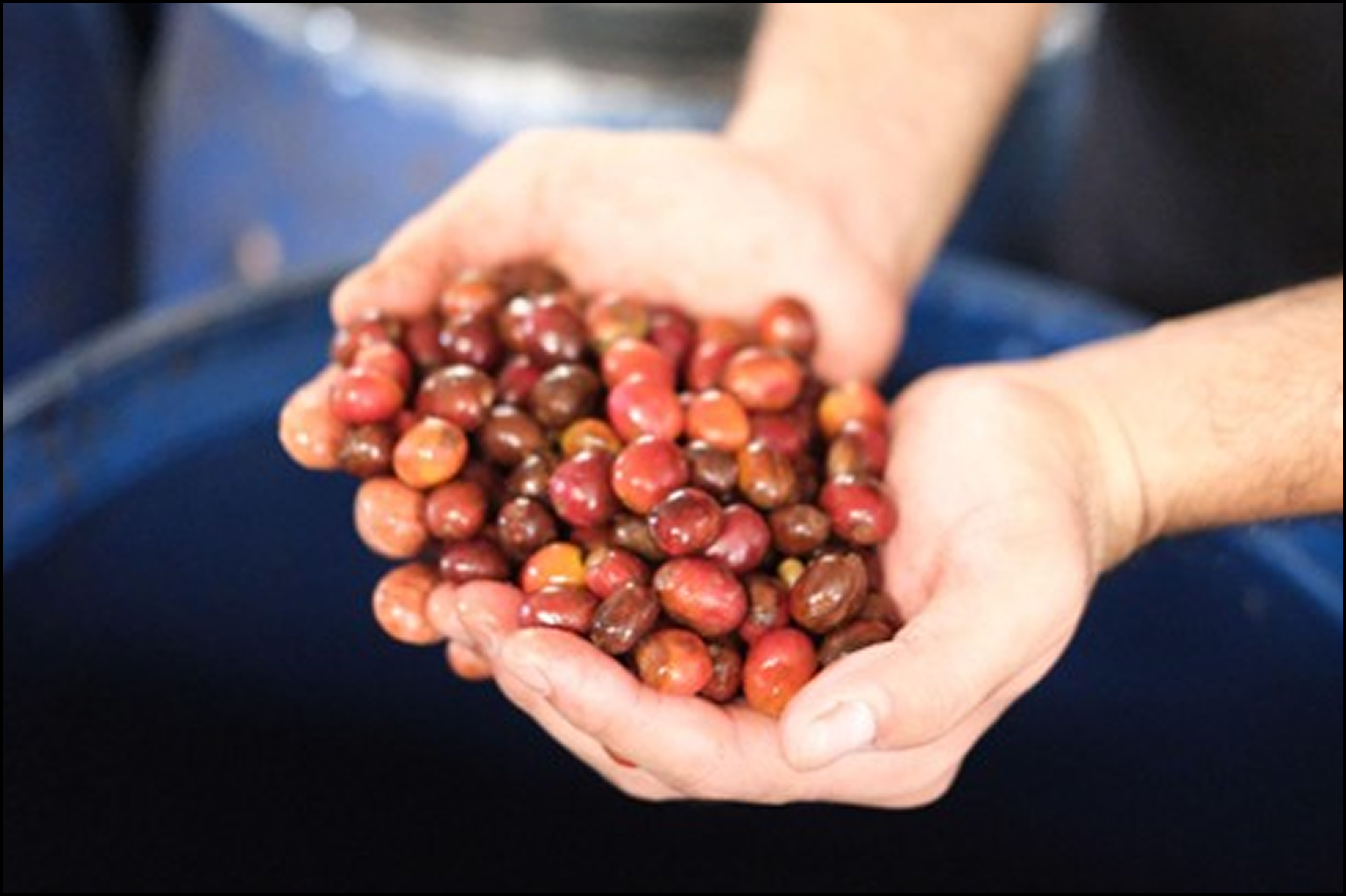 Kopi Fabriek and MosaiX: Strengthening Indonesia’s Coffee in the EUDR Era