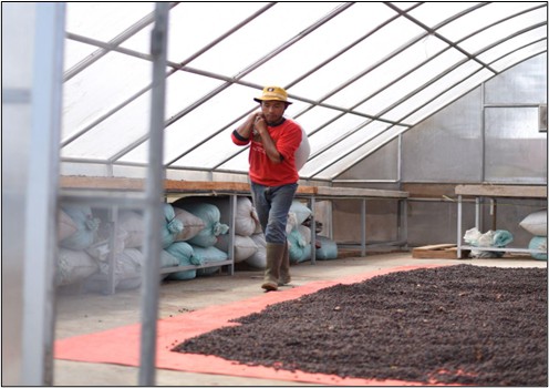 Kopi Fabriek and MosaiX: Strengthening Indonesia’s Coffee in the EUDR Era